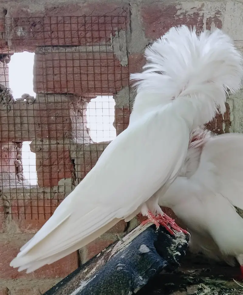 Jacobin Breeders Pair Active — photo 4