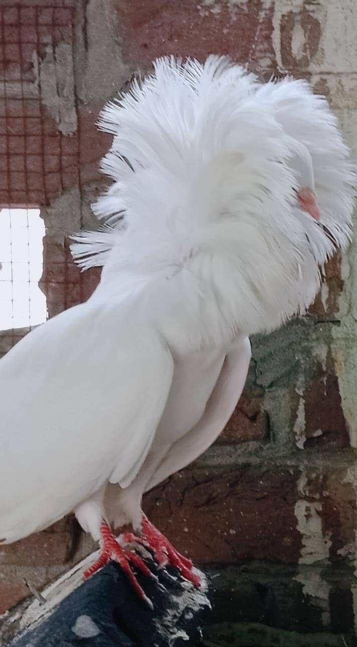Jacobin Breeders Pair Active 4