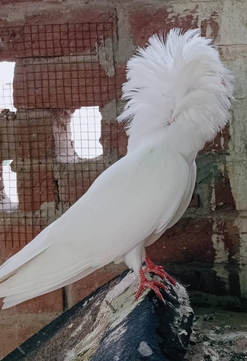 Jacobin Breeders Pair Active 5