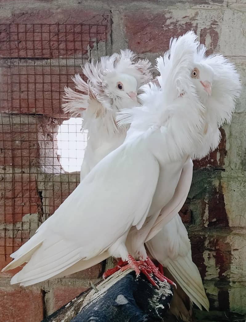 Jacobin Breeders Pair Active 6