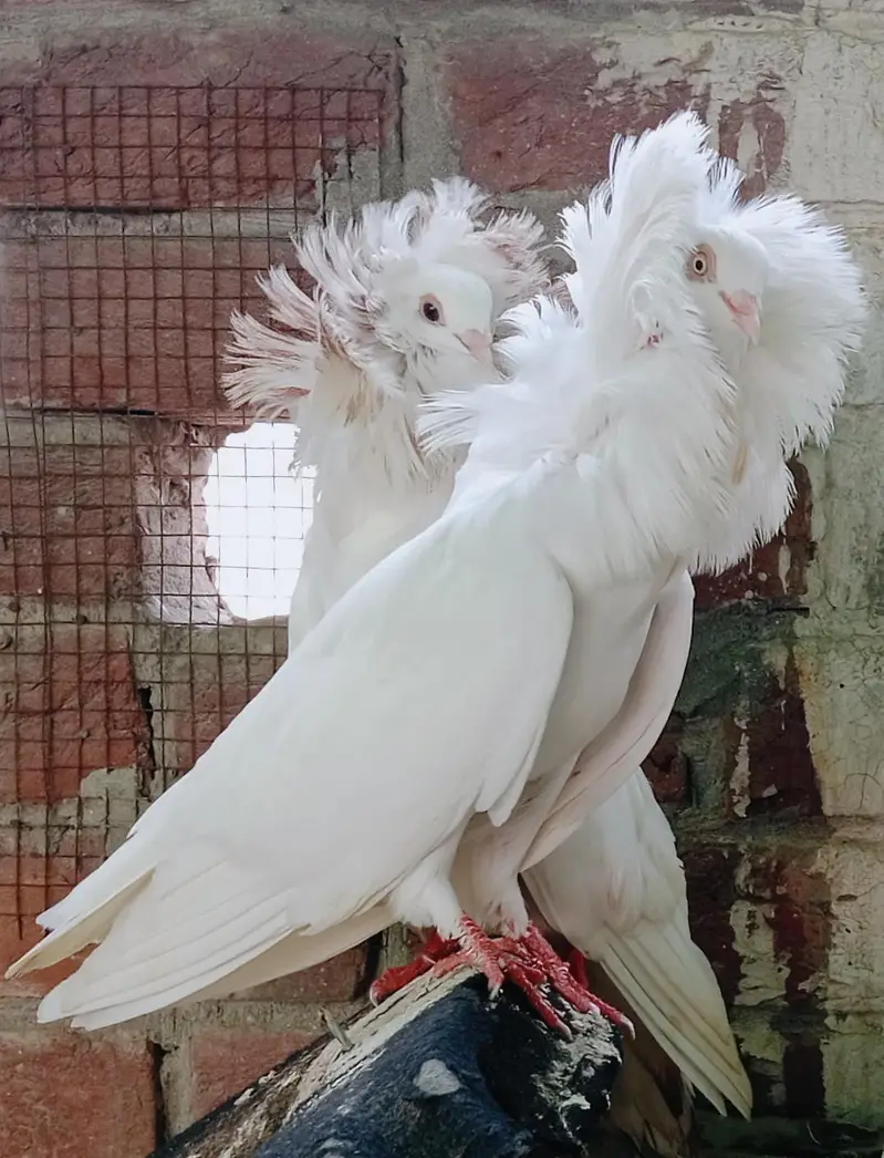 Jacobin Breeders Pair Active — photo 7