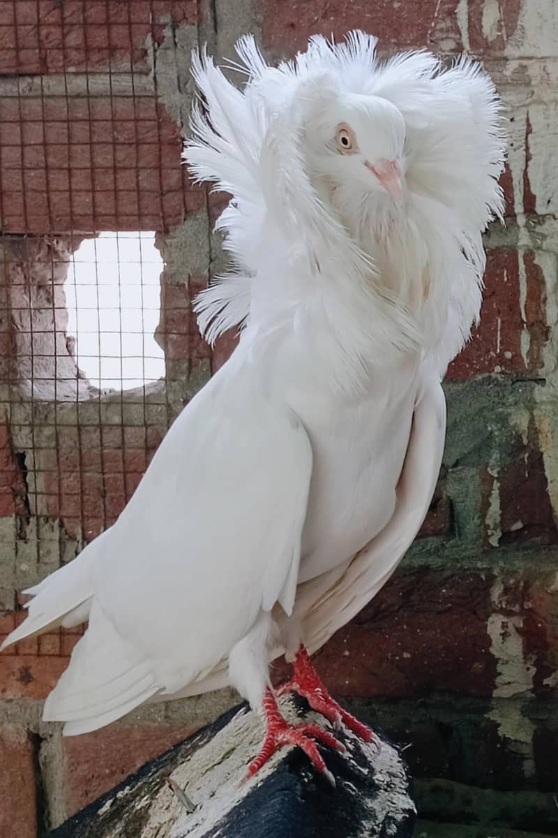 Jacobin Breeders Pair Active 7