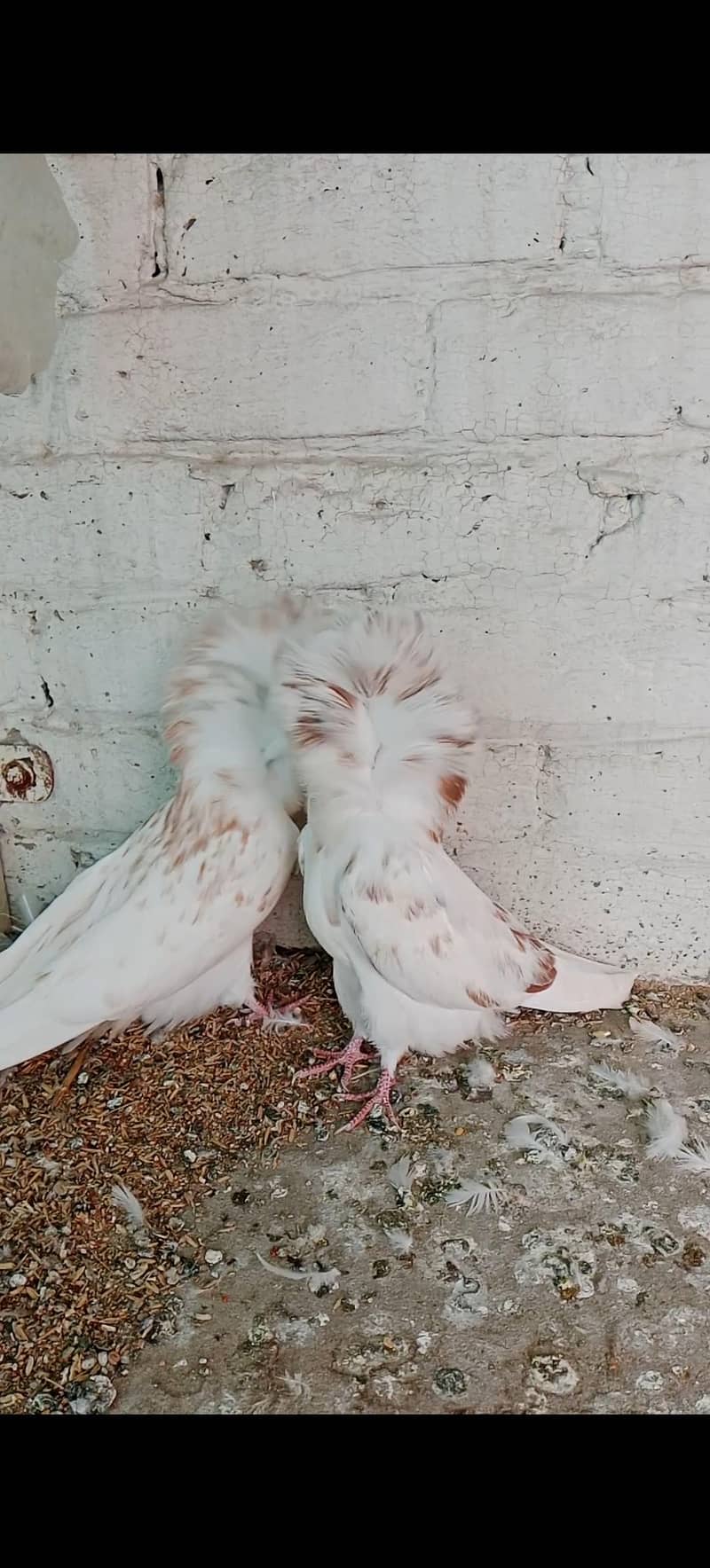 Jacobin Breeders Pair Active 8