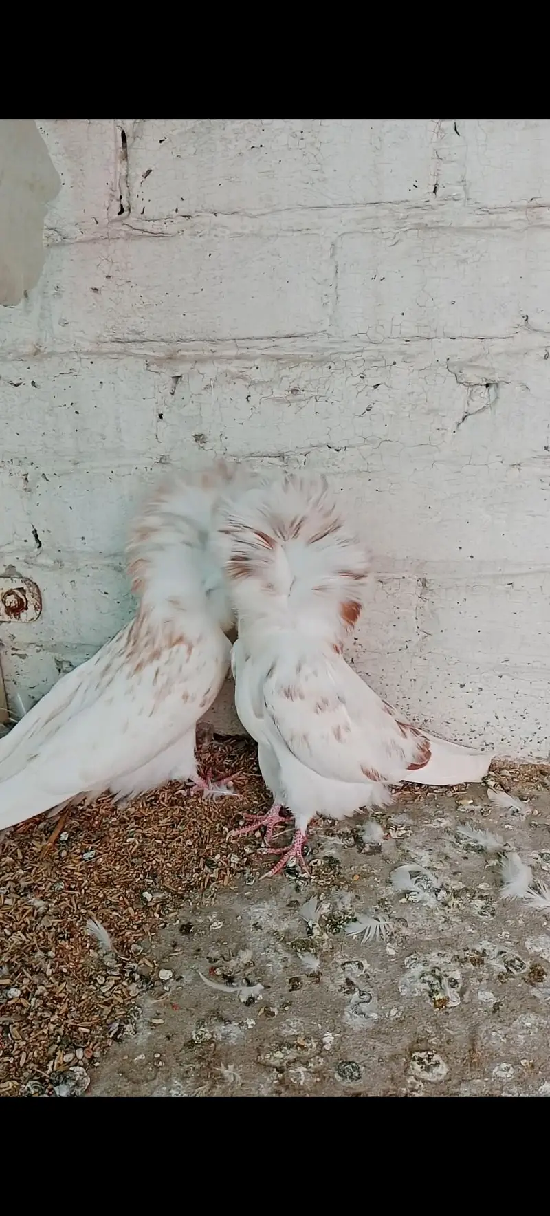 Jacobin Breeders Pair Active — photo 9