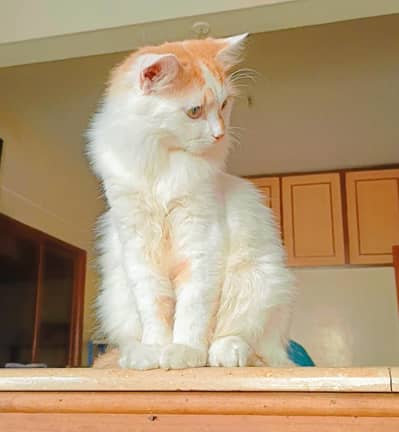Beautiful Turkish Angora Male kitten for sale