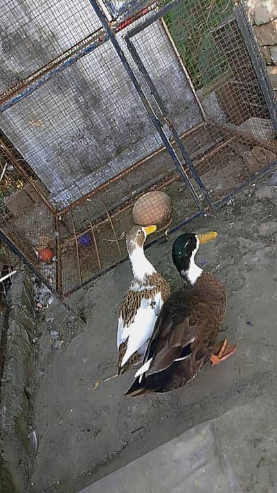 Ducks