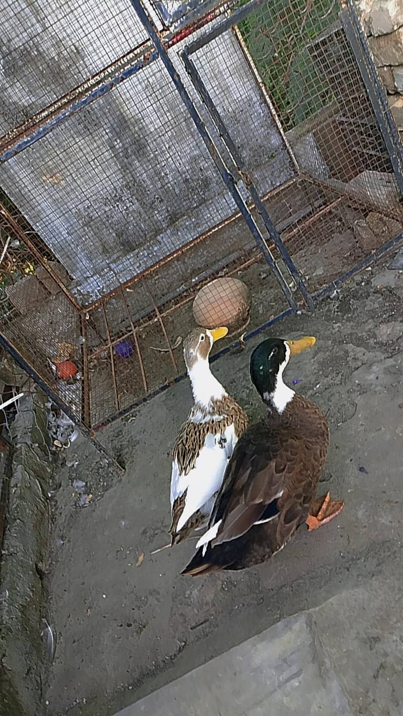 Ducks 0