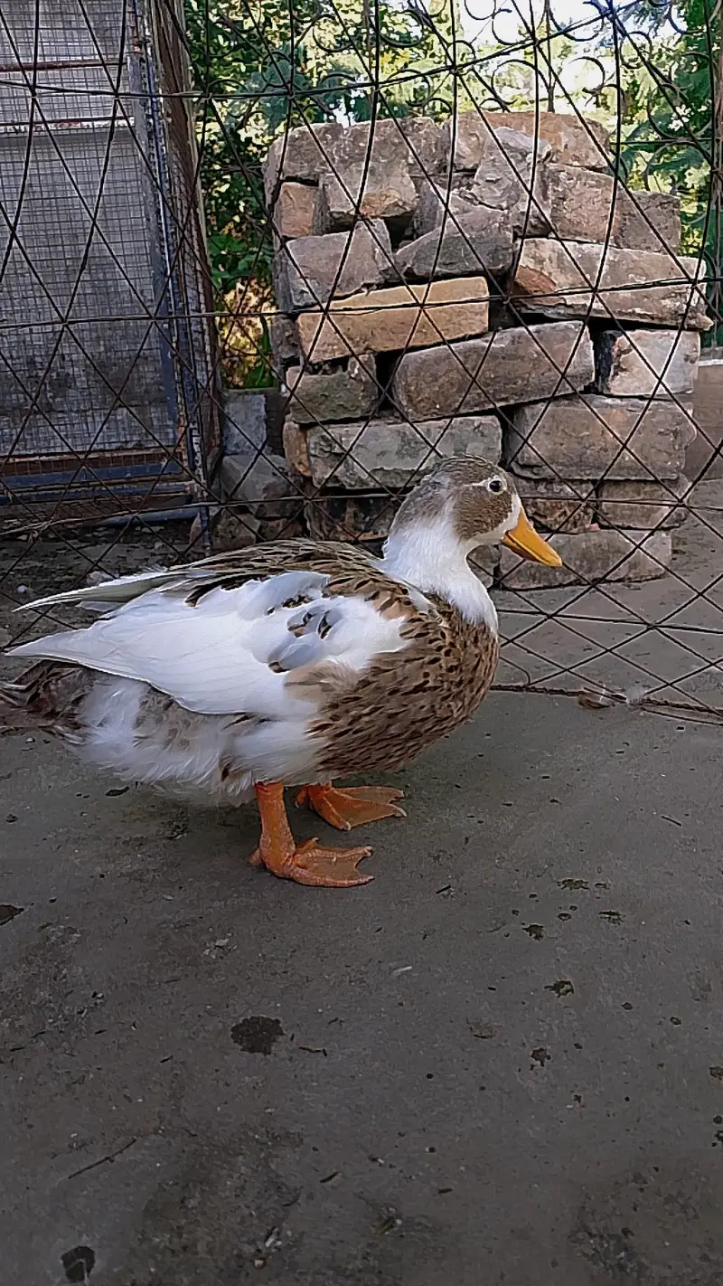Ducks — photo 2