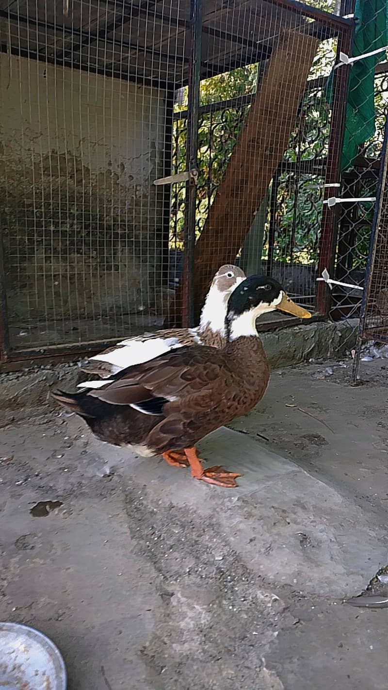 Ducks 2