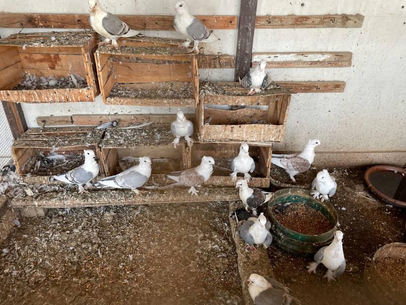Fancy White Pigeons 0