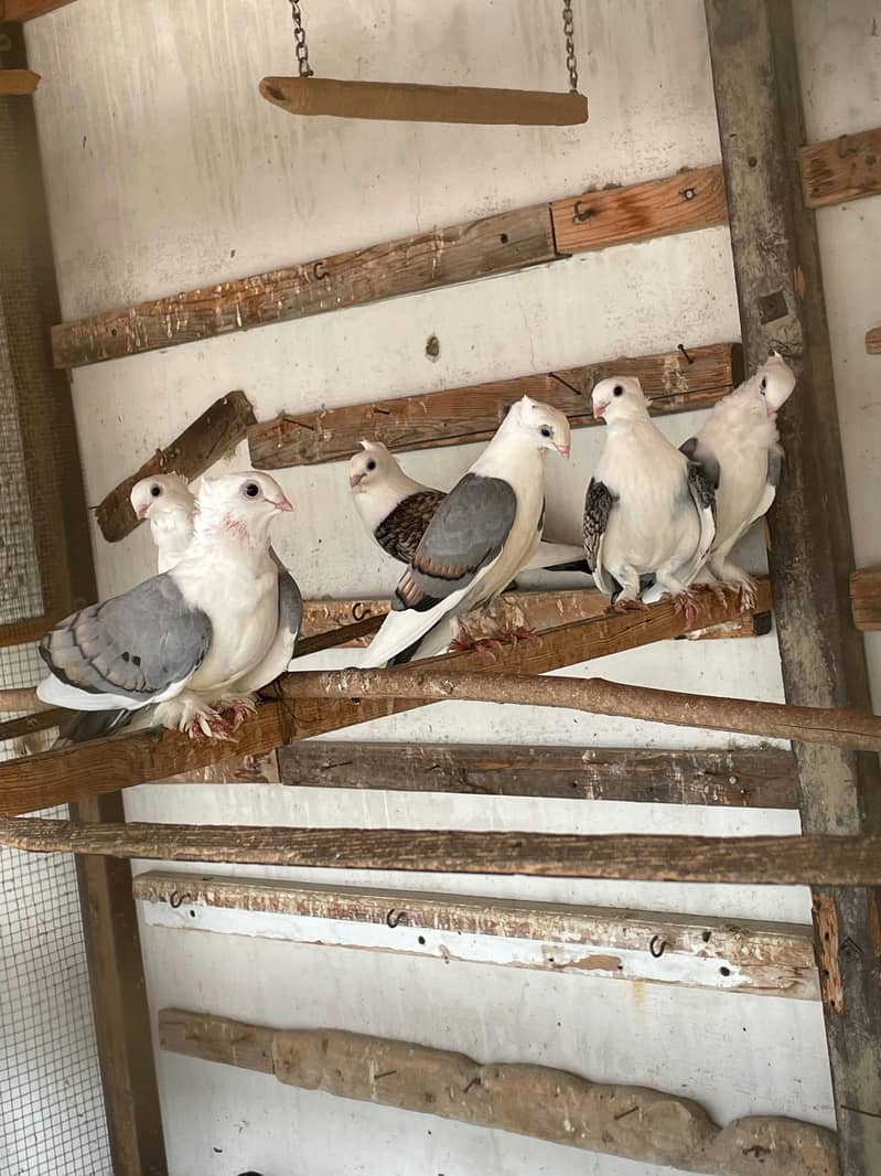 Fancy White Pigeons 1