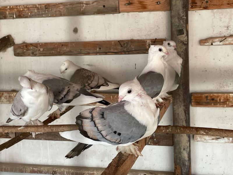 Fancy White Pigeons 3