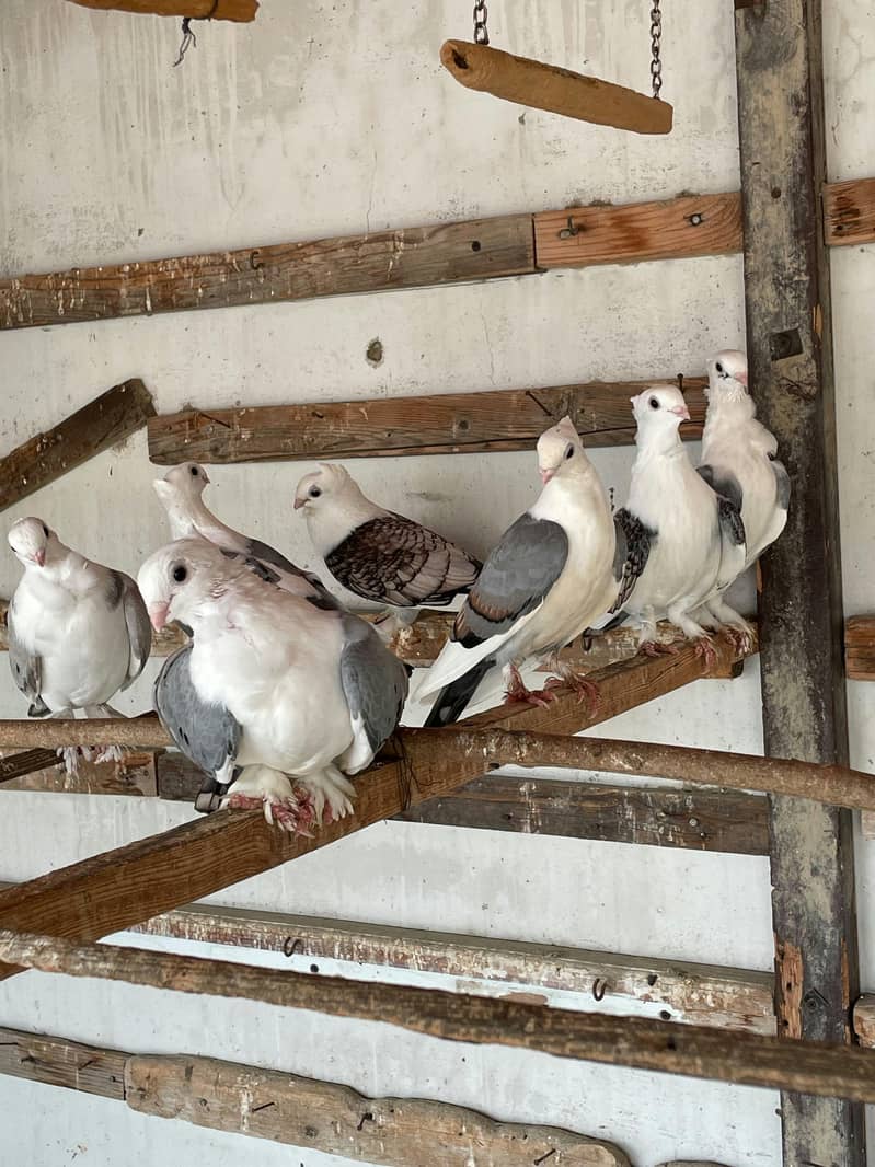 Fancy White Pigeons 4