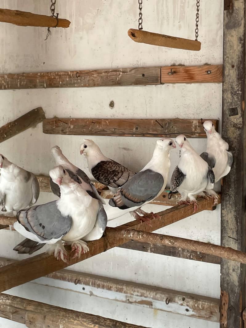 Fancy White Pigeons 5