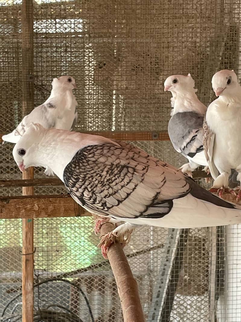 Fancy White Pigeons 6