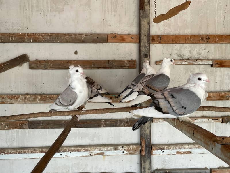 Fancy White Pigeons 7