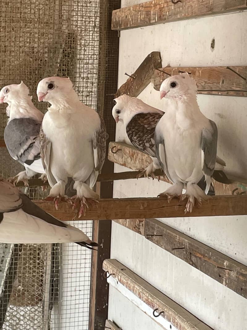 Fancy White Pigeons 8