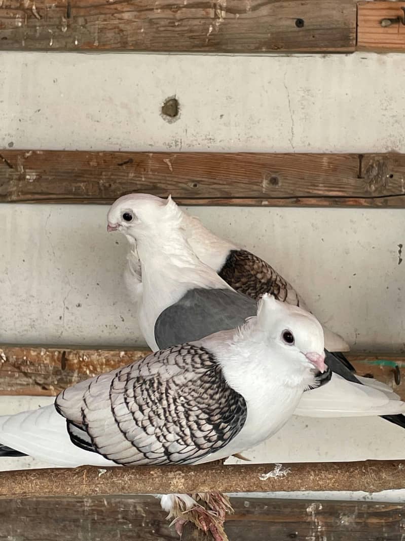 Fancy White Pigeons 9