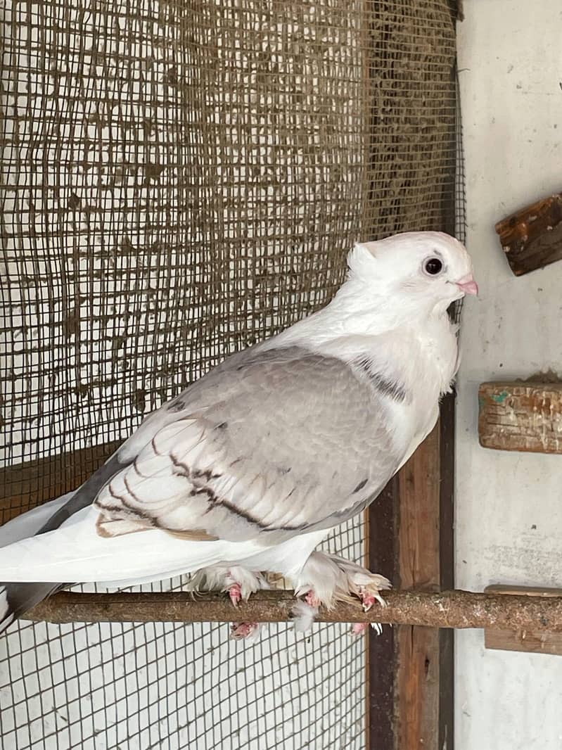 Fancy White Pigeons 10