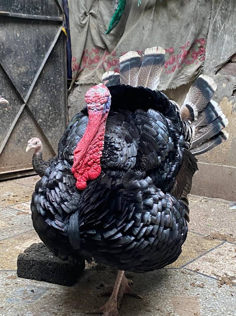 turkey pair 0
