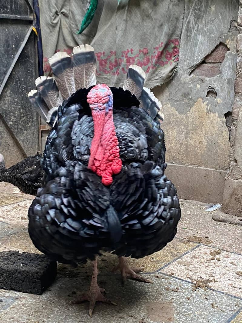 turkey pair 1
