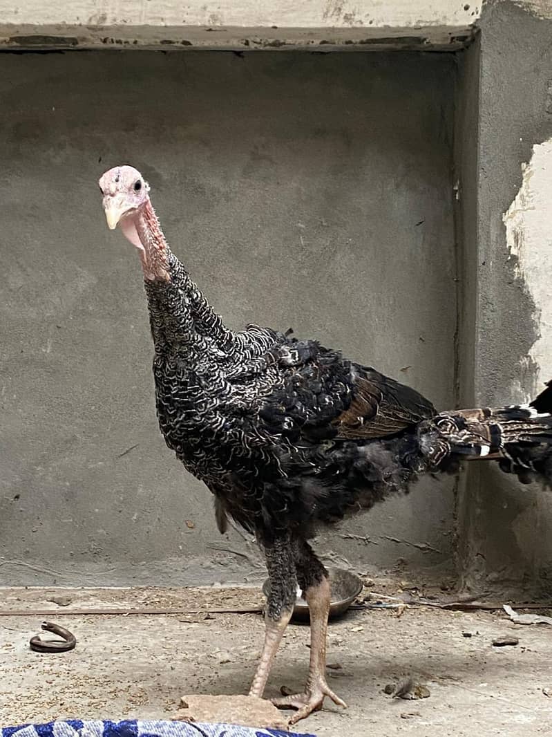 turkey pair 2