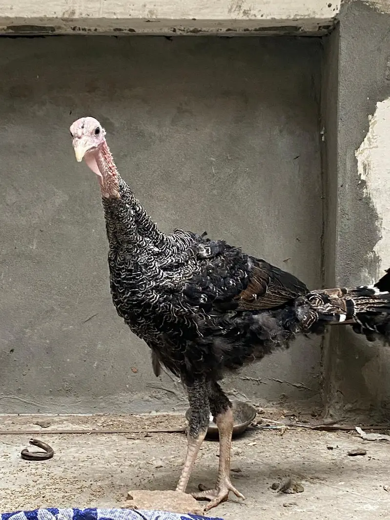 turkey pair — photo 3