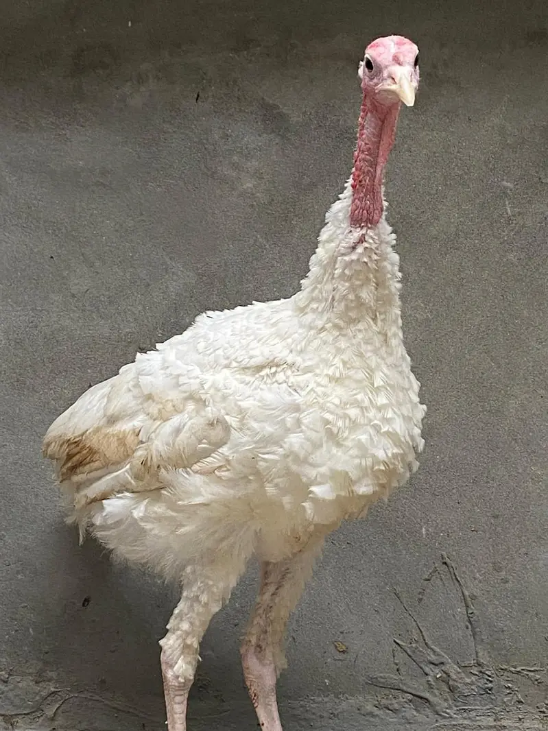 turkey pair — photo 4
