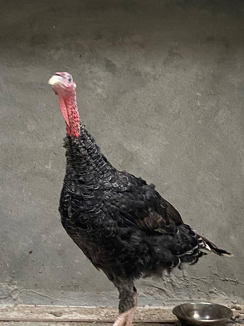 turkey pair 4