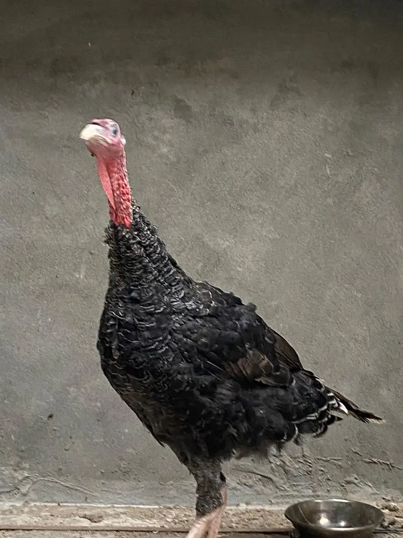 turkey pair — photo 5