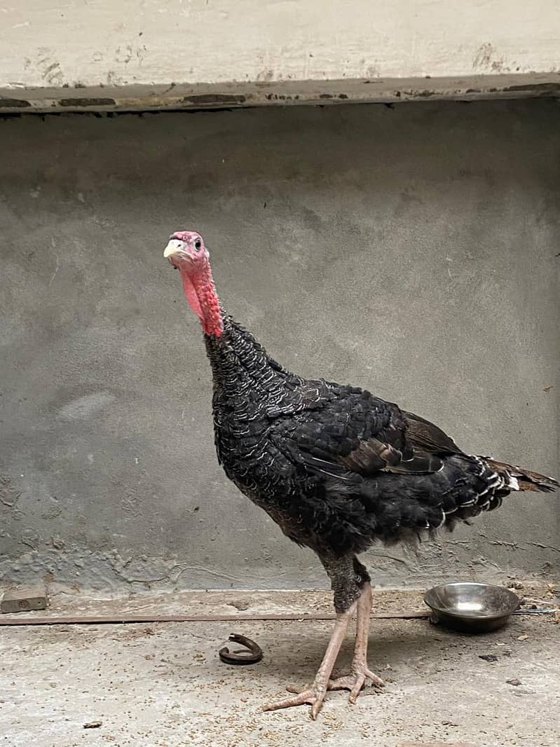 turkey pair 6