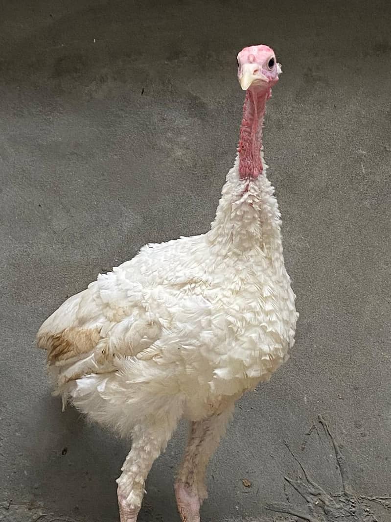 turkey pair 7
