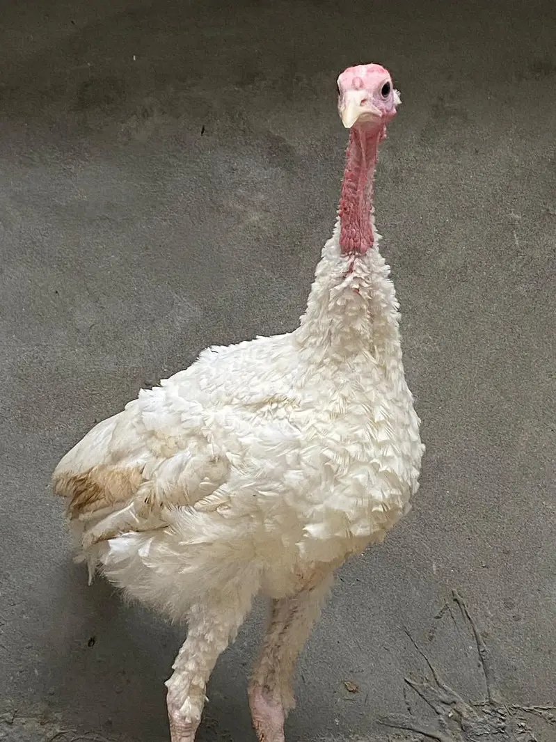 turkey pair — photo 8