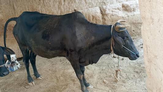 cholistani cow 9 month sui Hui for sale
