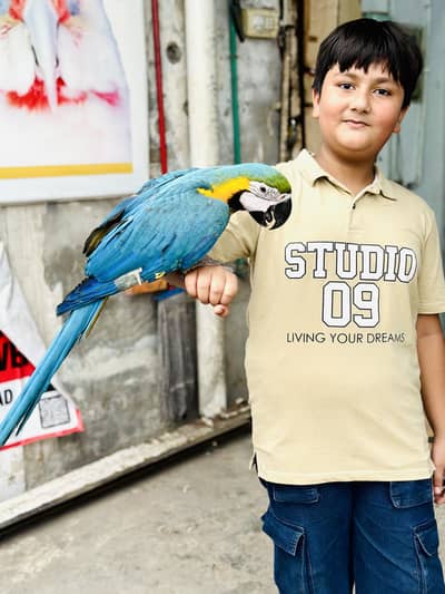 Urgent Sale Macaw