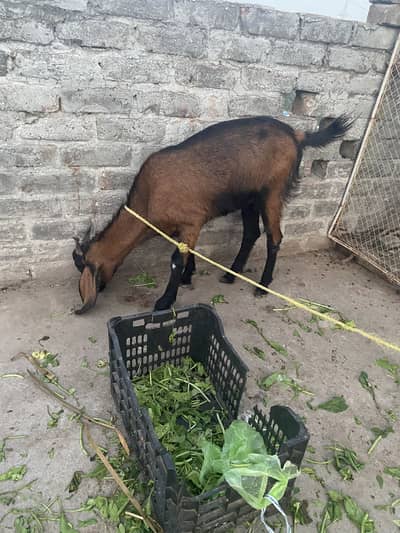 Healthy got for sale