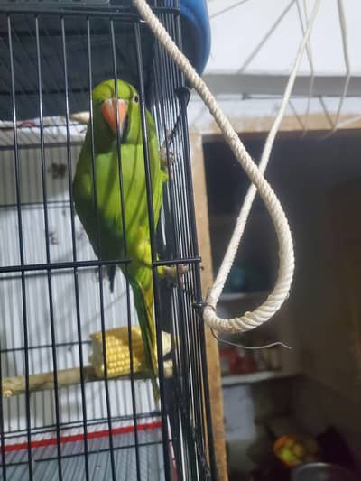 talking breeder female
