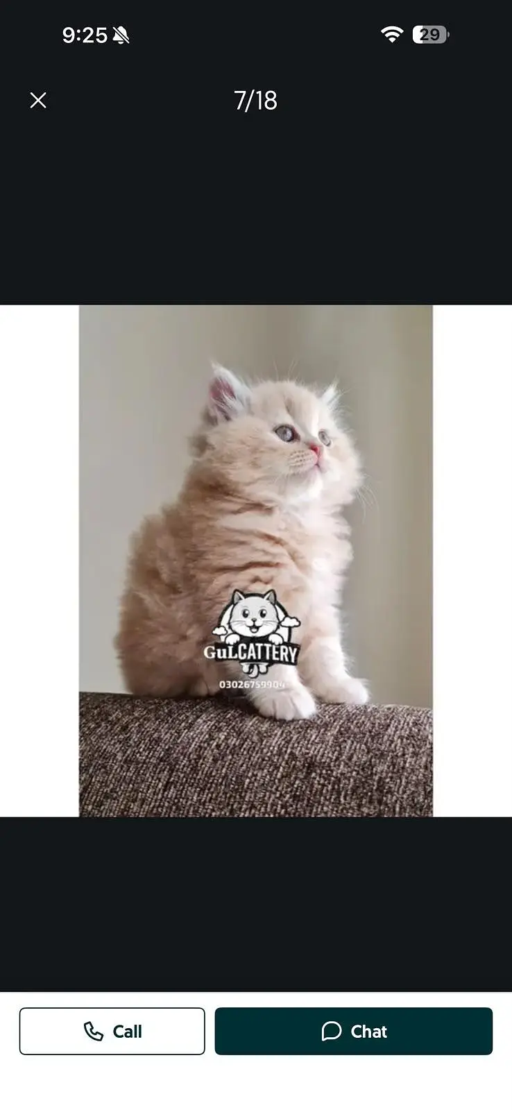 Persian British punch face piki face kitten cat available — photo 2