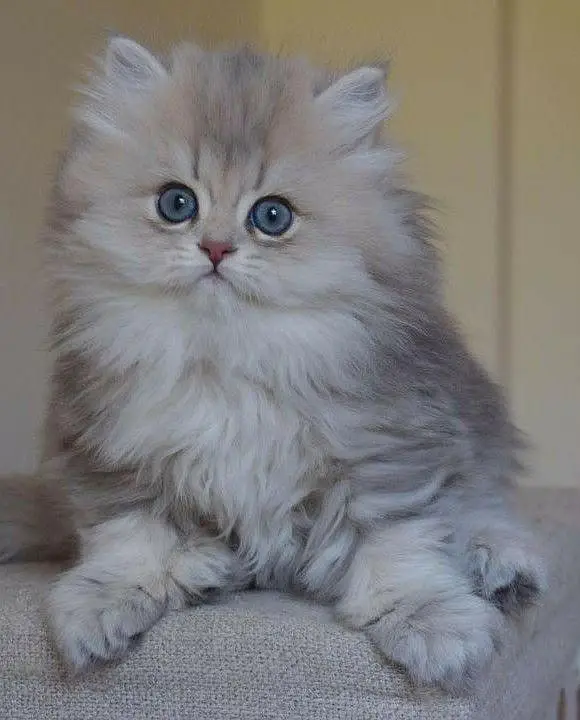 Persian British punch face piki face kitten cat available — photo 7