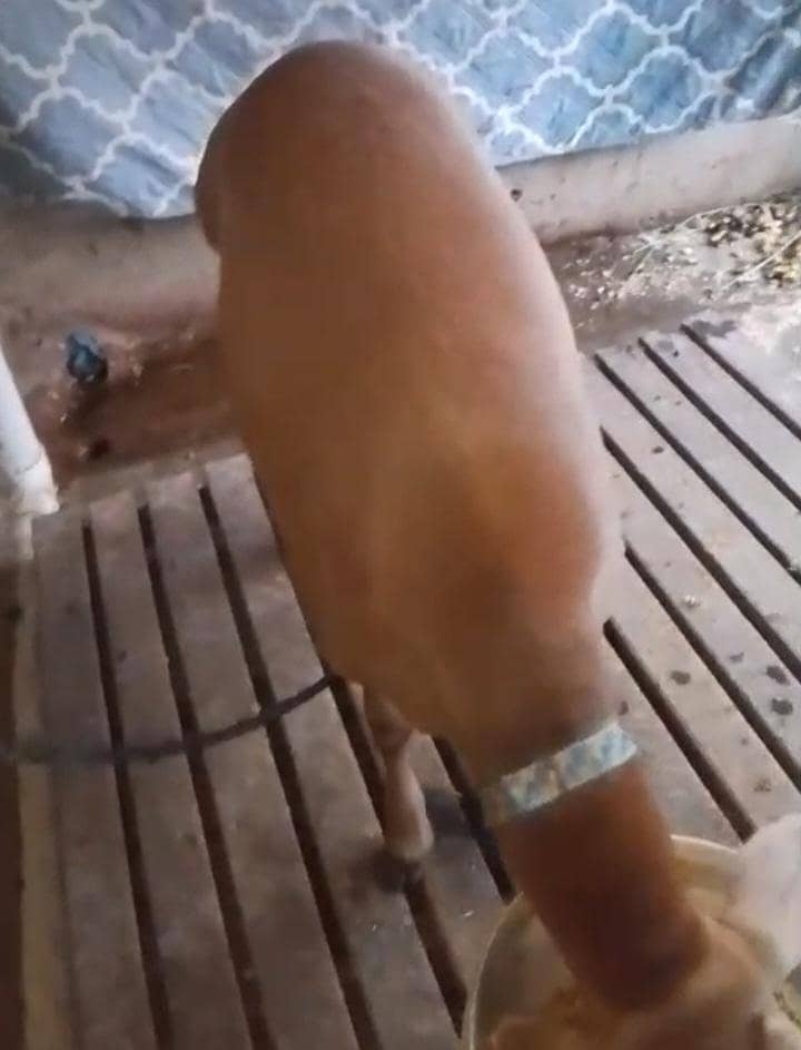 Turkey dunba 2