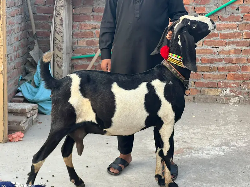 Goat | Betal Goat | Betal Bakri | Betal ghban Bkri |  03026730678