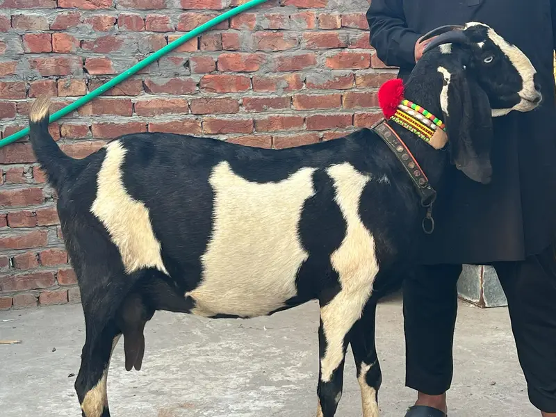 Goat | Betal Goat | Betal Bakri | Betal ghban Bkri |  03026730678 — photo 2