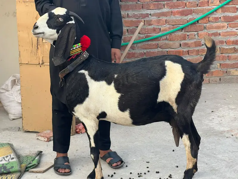 Goat | Betal Goat | Betal Bakri | Betal ghban Bkri |  03026730678 — photo 3