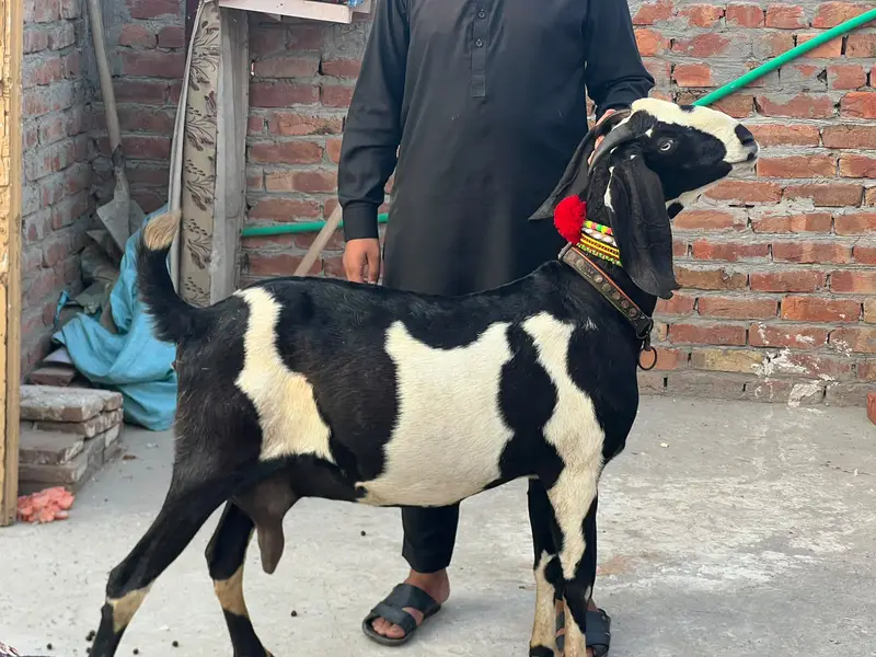 Goat | Betal Goat | Betal Bakri | Betal ghban Bkri |  03026730678 — photo 4