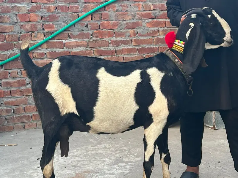 Goat | Betal Goat | Betal Bakri | Betal ghban Bkri |  03026730678 — photo 5