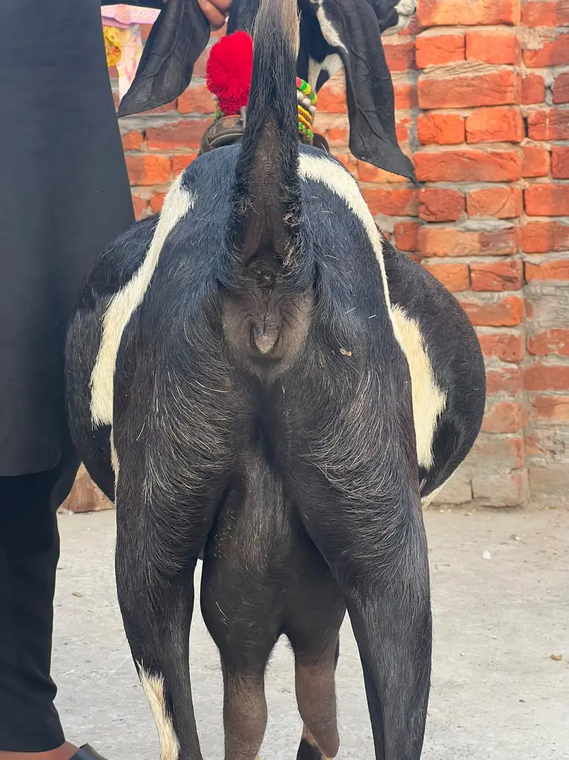 Goat | Betal Goat | Betal Bakri | Betal ghban Bkri |  03026730678 — photo 6