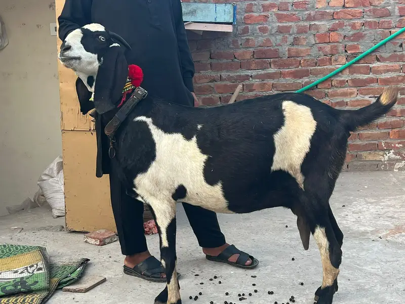 Goat | Betal Goat | Betal Bakri | Betal ghban Bkri |  03026730678 — photo 7