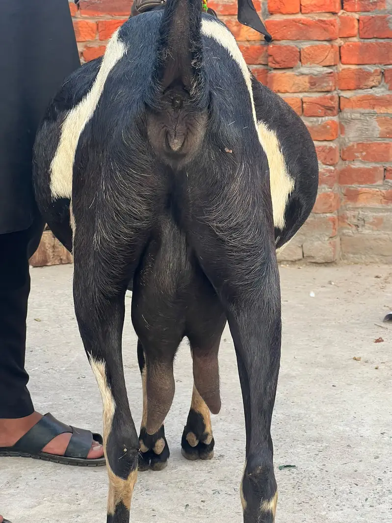 Goat | Betal Goat | Betal Bakri | Betal ghban Bkri |  03026730678 — photo 8