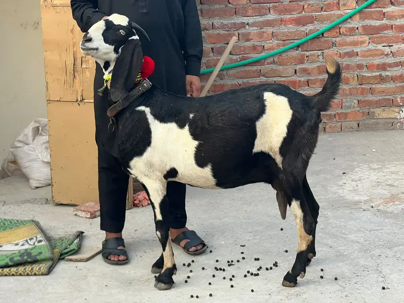 Goat | Betal Goat | Betal Bakri | Betal ghban Bkri |  03026730678 — photo 9