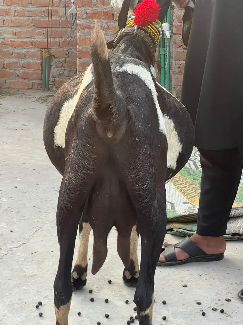 Goat | Betal Goat | Betal Bakri | Betal ghban Bkri |  03026730678 — photo 10